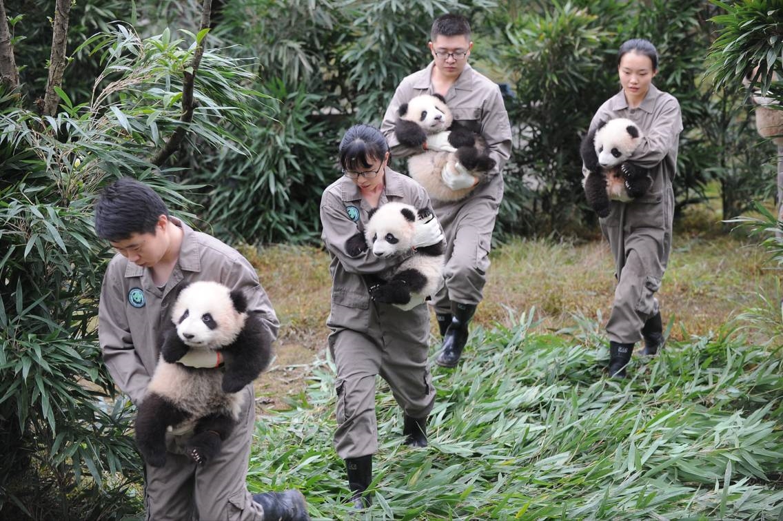 Panda Cubs Born in 2017 Make Public Appearance