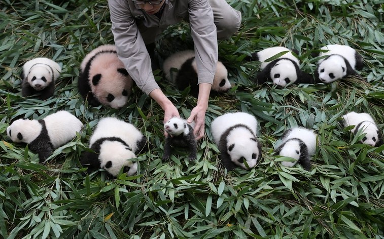 Panda Cubs Born in 2017 Make Public Appearance