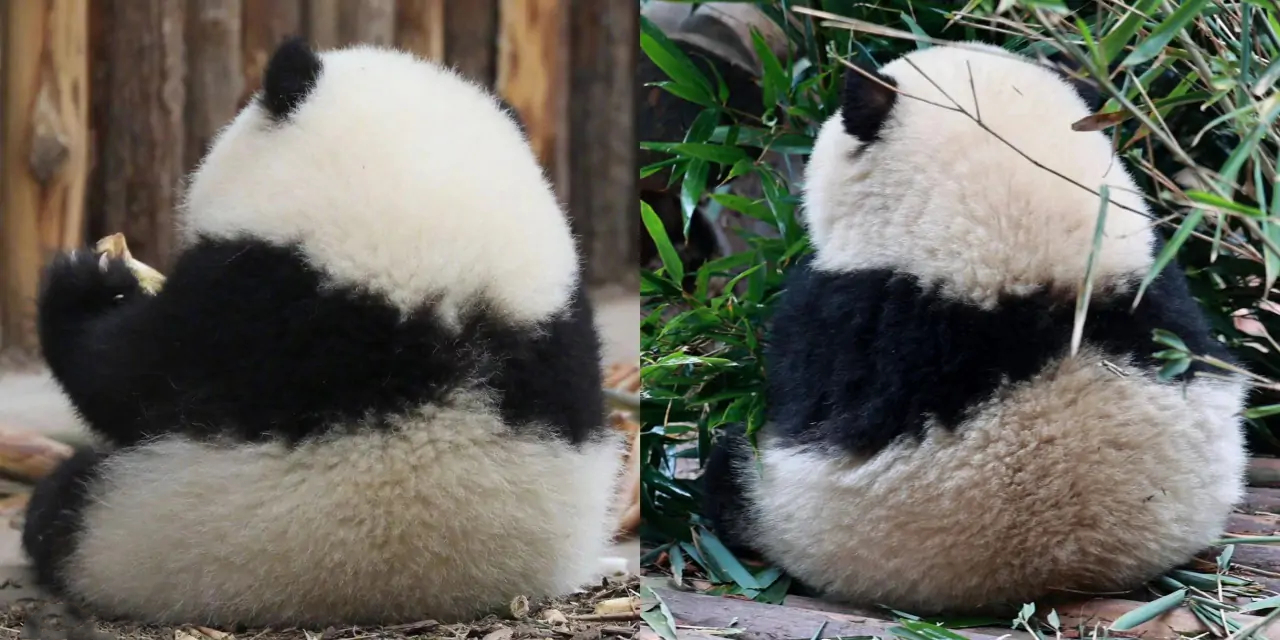 Hehua panda