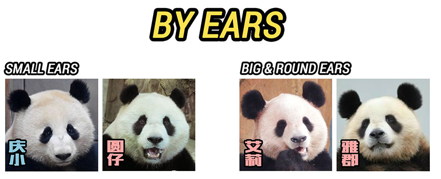 Identify pandas by ears