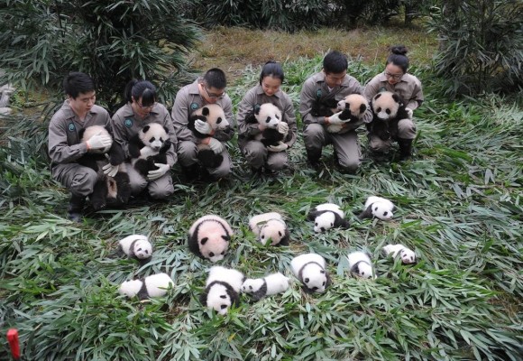 Super Adorkable Alert! 36 Panda Cubs Born In 2017 Make Public Appearance