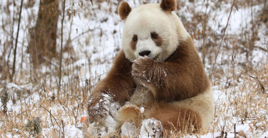 Qizai Panda: Siyahtan ve Beyazdan Öte - Benzersiz Kahverengi Panda Keşfi