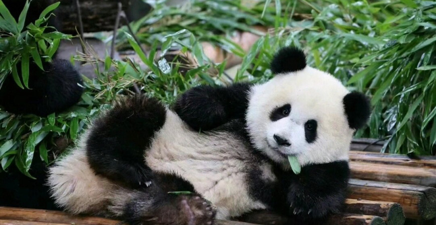 Гигантские панды естественно очаровательные?