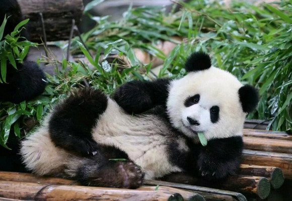 Гигантские панды естественно очаровательные?