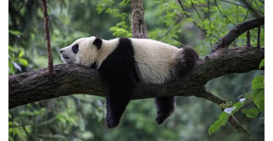 23 Cose Che Potresti Non Sapere sui Panda Giganti
