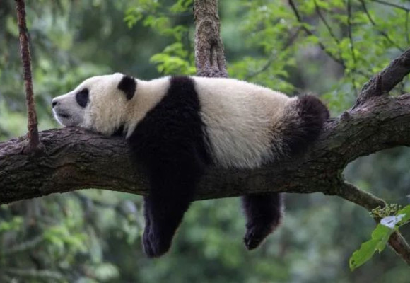 23 Dinge, die du vielleicht nicht über Riesenpandas weißt
