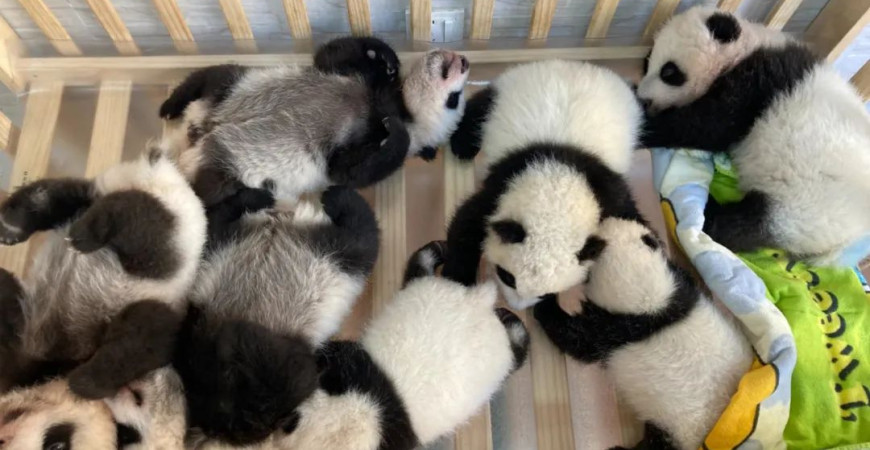 Fotografia de grup a puiilor de panda a fost publicată! Familia comorii naționale are 'noi sosiri'