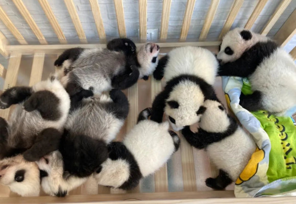 Fotografia de grup a puiilor de panda a fost publicată! Familia comorii naționale are 'noi sosiri'
