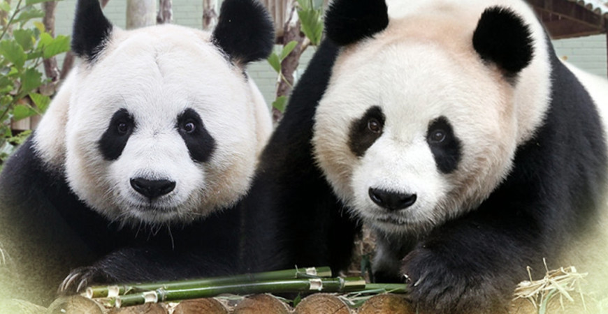 Despedida de Tian Tian y Yang Guang: Los únicos pandas del Reino Unido regresan a China | Última actualización de noticias