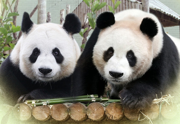 Adieu à Tian Tian et Yang Guang : Les seuls pandas du Royaume-Uni retournent en Chine | Dernière mise à jour des actualités