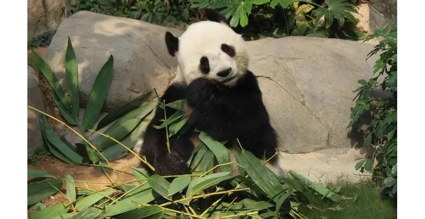 How much does it cost to raise a giant panda?
