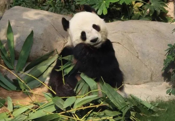 Combien coûte l'élevage d'un panda géant?