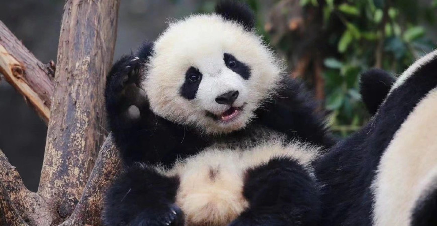 Pandas Are Not 'Sexually Apathetic'! 3 Myths and 2 Truths About Pandas
