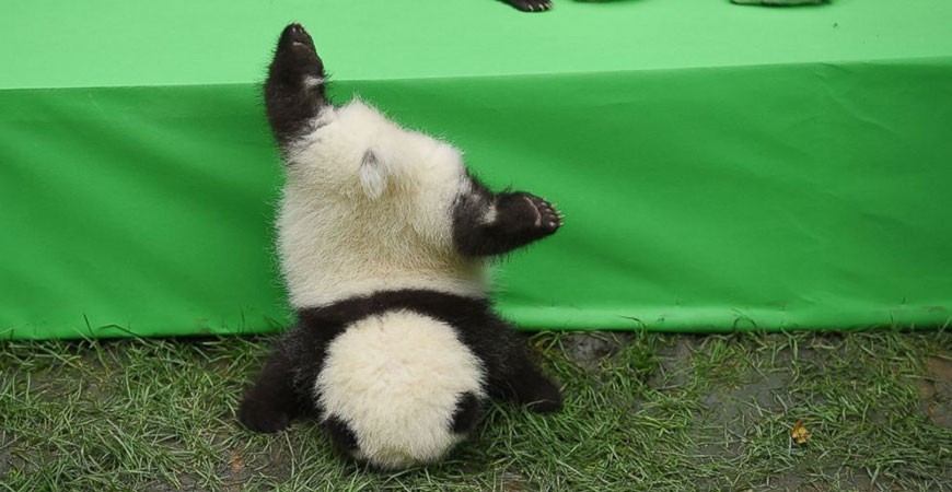 Do you remember the  face plants-ground panda Fushun, how is he doing now?