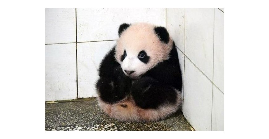Panda Hi a plump adorable well-behaved panda, he stays still when nanny cleans his room