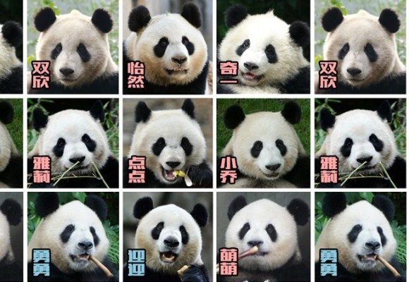 How to identify pandas, a lot of differences between one another, they are not the same 