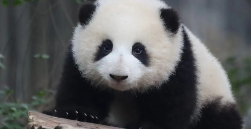 Hehua Panda - 5 aylık gerçekçi panda pelüşümüzün prototipi