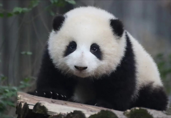 Hehua Panda - der Prototyp unseres 5 Monate alten realistischen Panda-Plüschs