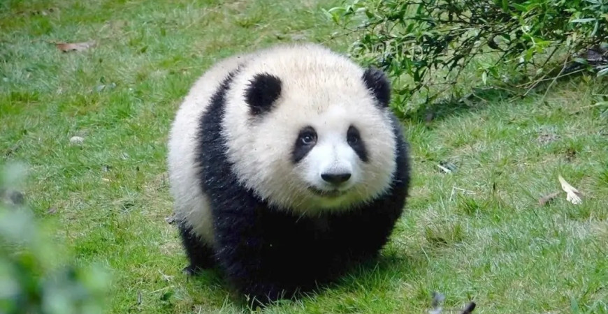 Hehua Panda: Svelando la adorabile superstar del mondo dei panda