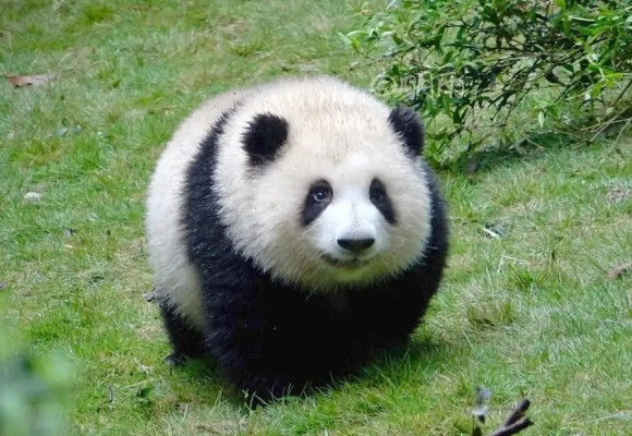 Hehua Panda: Svelando la adorabile superstar del mondo dei panda