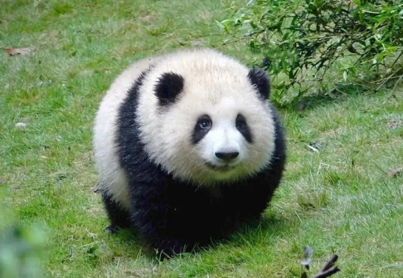 Hehua Panda: Unveiling the Adorable Superstar of the Panda World