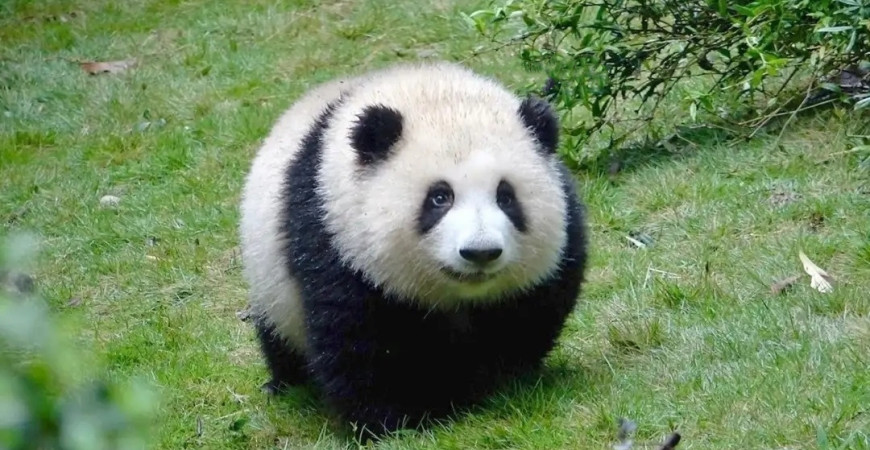 Hehua Panda: Revelando la adorable superestrella del mundo de los pandas